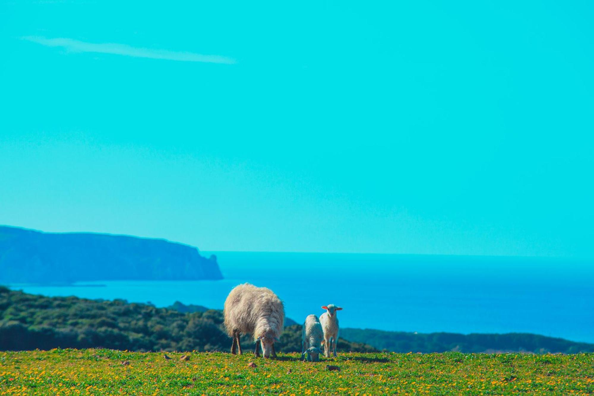 Agriturismo Il Ginepro Fluminimaggiore Εξωτερικό φωτογραφία